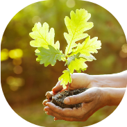 Hands planting an oak seedling